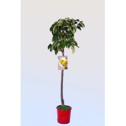 CYOGI 10L Alt.125/150 E