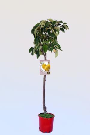 CYOGI 10L Alt.125/150 E