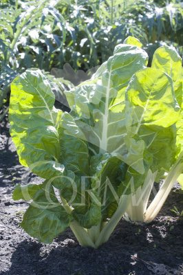 ACELG Band.08x12 Acelga Colores E