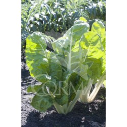 ACELG Band.08x12 Acelga...