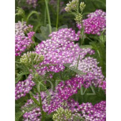 ACHCE 17,5x17,5-4L MC