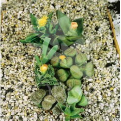 LITOP Band.20 1/15 E