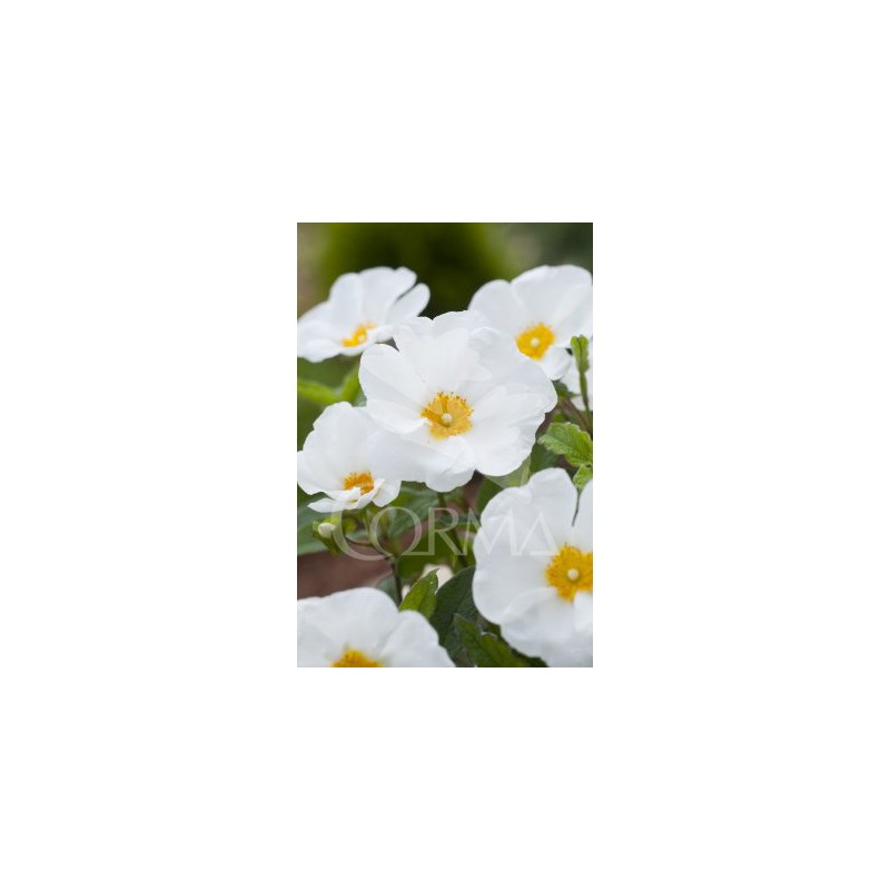 CISFL 15,5x15,5:2,5L Mediterránia