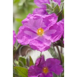 CISPU 15,5x15,5:2,5L...