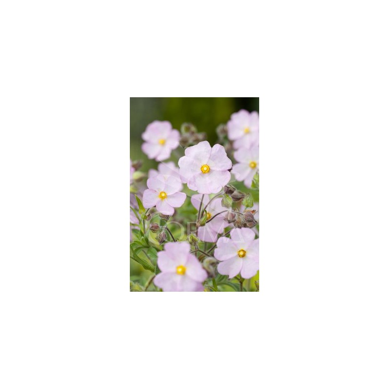 CISSK 5L E
