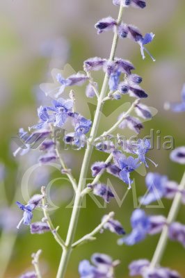 PERAT 17,5x17,5-4L MC