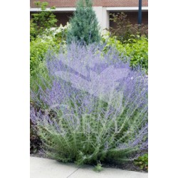 PERSP 15,5x15,5:2,5L...