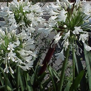 AGAAL 15,5x15,5:2,5L Mediterránia