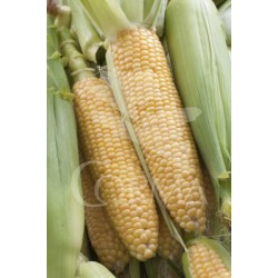 MAIZS 10,5 Maíz Palomitas E