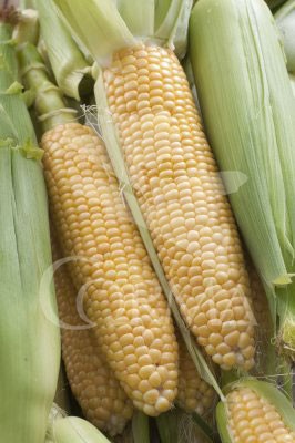 MAIZS 10,5 Maíz Palomitas E