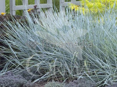 LEYAR 17,5x17,5:4L MC