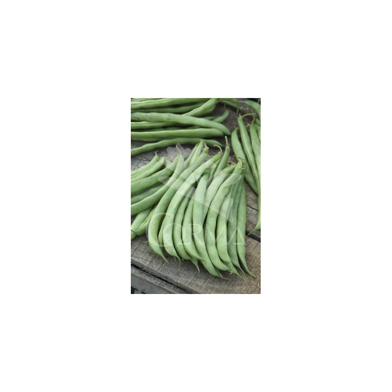 PHAVU 10,5 Mata Baja Plana E