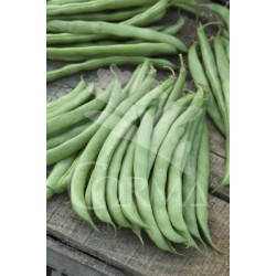 PHAVU 10,5 Mata Alta E