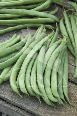 PHAVU 10,5 Mata Alta E