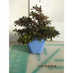 COPRS 15,5x15,5:2,5L...