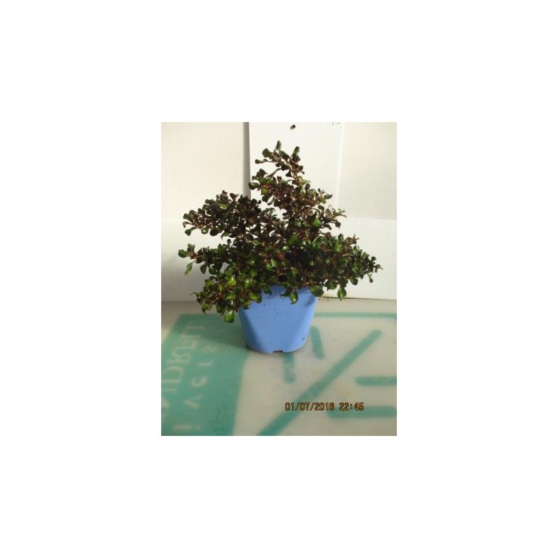 COPRS 15,5x15,5:2,5L Mediterránia