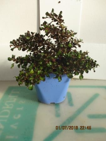 COPRS 15,5x15,5:2,5L Mediterránia