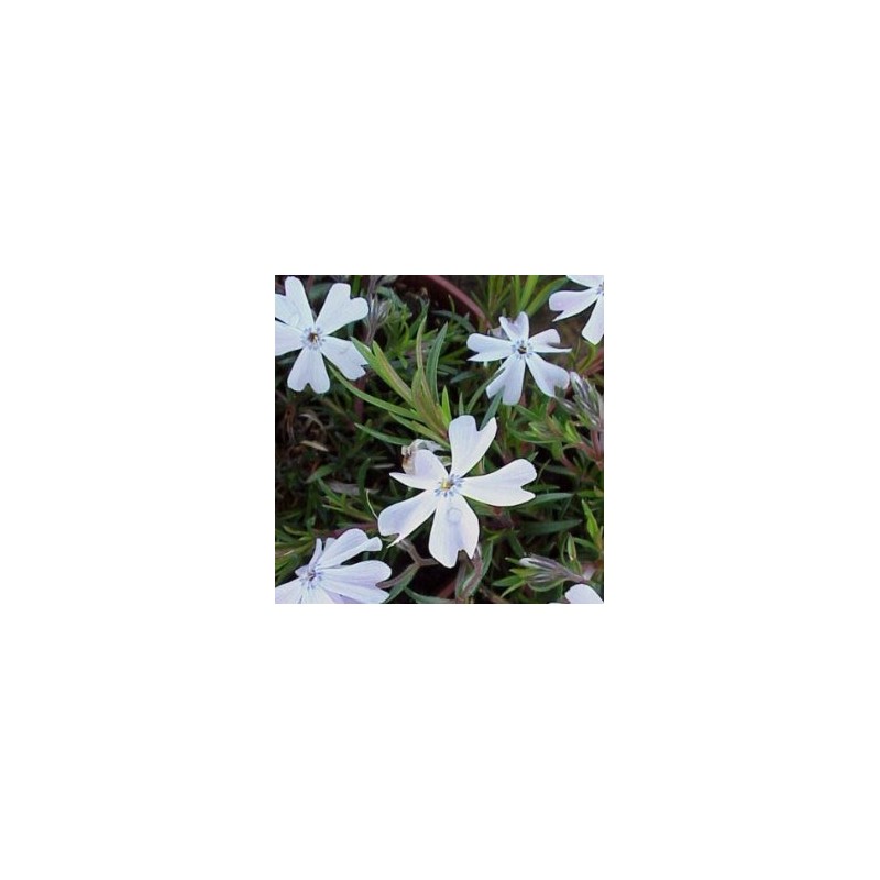 PHLOX 11x11:1L MC