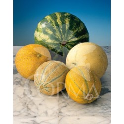 MELON 10,5 Melón Cantalup E