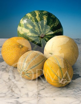 MELON 10,5 Melón Cantalup E