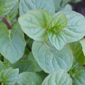 MENPI 13 Bye Hormigas