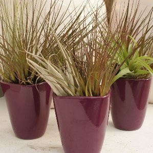 TILAN granel Prese. nº10