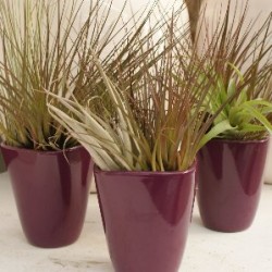 TILAN granel Prese.nº15