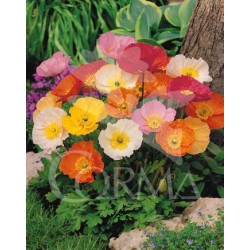 PAPNU 14 Serig. "Butterfly"