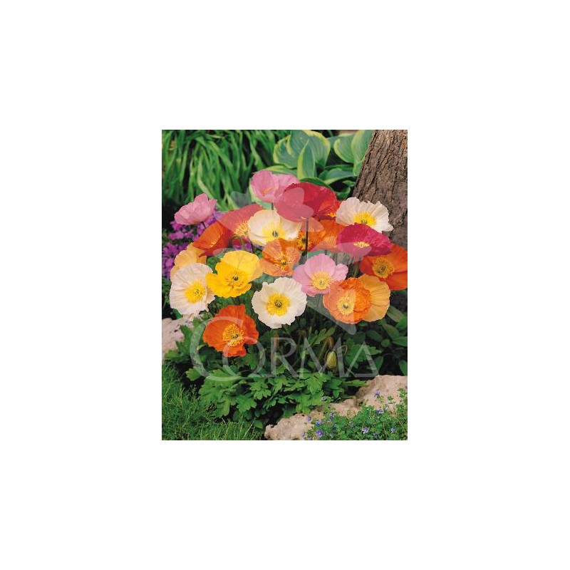 PAPNU 14 Serig. "Butterfly"