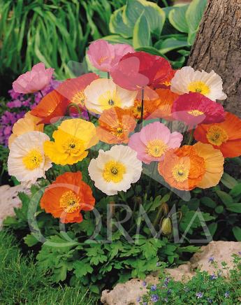 PAPNU 14 Serig. "Butterfly"