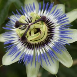 PASSI 17 3 Caña/tutor 70 E