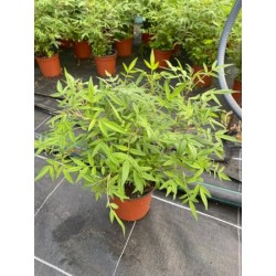 TALTA 13 Bye Mosquitos