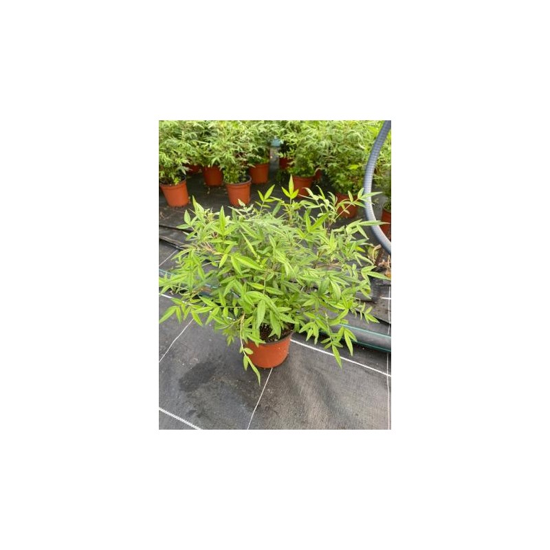 TALTA 13 Bye Mosquitos