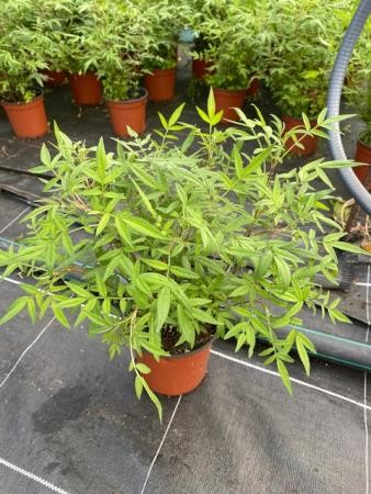 TALTA 13 Bye Mosquitos