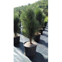 PIGRE 12L Alt.80/100 E