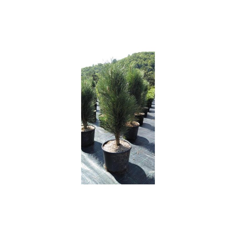 PIGRE 12L Alt.80/100 E