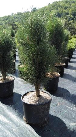 PIGRE 12L Alt.80/100 E