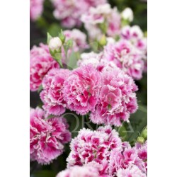 DIATI 10,5 Serigraf.