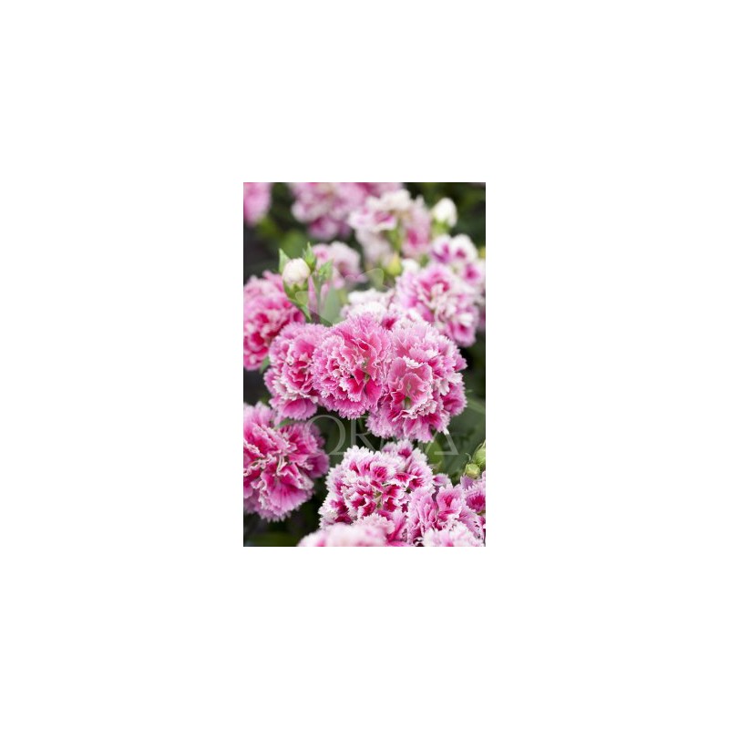 DIATI 10,5 Serigraf.