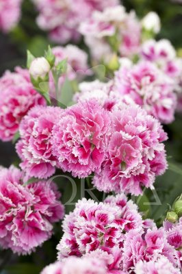 DIATI 10,5 Serigraf.