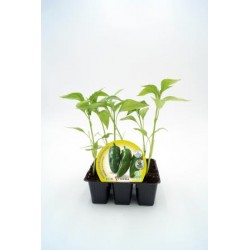 PIMGU Band.08x06 Pimiento E