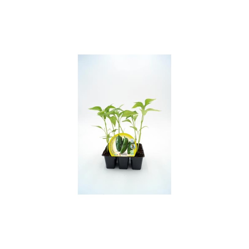 PIMGU Band.08x06 Pimiento E