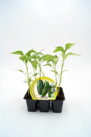 PIMGU Band.08x06 Pimiento E