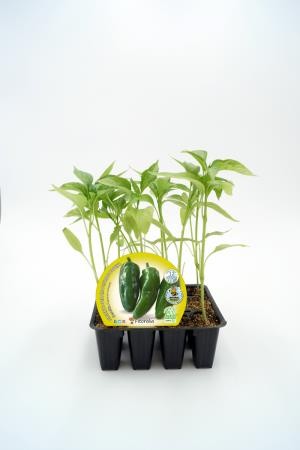 PIMGU Band.08x12 Pimiento E