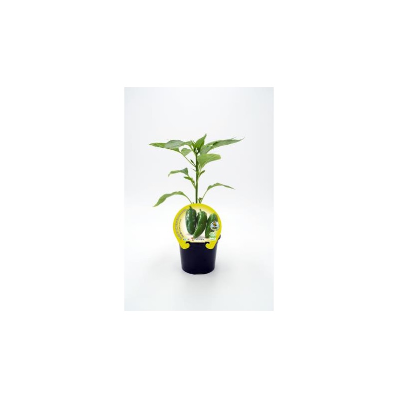 PIMGU 10,5 Pimiento E