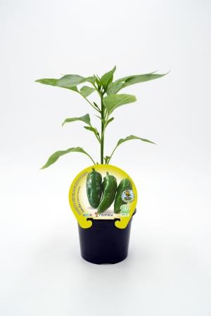 PIMGU 10,5 Pimiento E