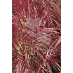 PENFI 17,5x17,5:4L MC