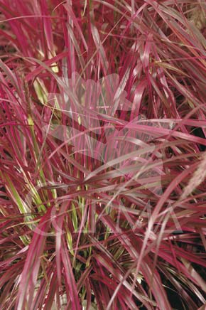 PENFI 17,5x17,5:4L MC