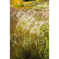 PENOR 17,5x17,5:4L MC