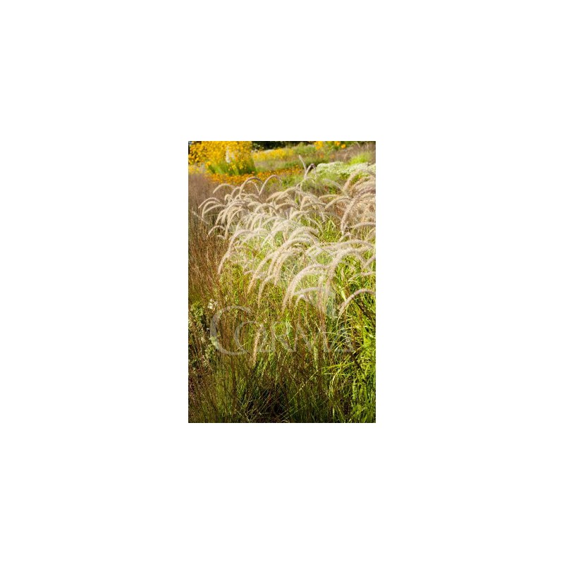 PENOR 17,5x17,5:4L MC